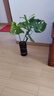 开背龟背竹水培室内客厅绿植盆栽四季好养办公室桌面水养植物花卉 精品龟背竹+透明圆柱25cm瓶+卡片 整体（高50-60cm）（带吊卡） 实拍图