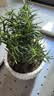 京云梦迷迭香盆栽香草室外驱蚊虫好观叶植物迷迭香植物条纹盆源头直发 实拍图