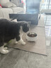 HELLOJOY不锈钢宠物食盆狗碗猫狗碗食盆水粮两用宠物碗喂食器 白色 实拍图