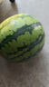 京鲜生 无籽麒麟大西瓜 1粒装 7-9斤 生鲜水果 实拍图