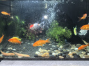 森森（SUNSUN）耀蓝鱼缸壁挂式过滤器YBF-500外置过滤桶【鱼便分离+过滤升级】6W 实拍图