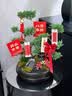 元族【2小时达】五层塔松盆栽青松绿植送老师乔迁新居开业盆景礼物 开业大吉【五层塔松盆景】 开业送礼推荐（花盆随机） 实拍图