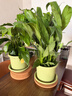 白掌一帆风顺盆栽植物室内花卉绿植水养四季开花新手好养活 白掌1盆（繁星盆） 实拍图