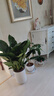 叹为观止大型植物发财树各种大颗盆栽开业乔迁客厅办公室内好养大型花卉 金钻【60-80厘米】 含盆 实拍图