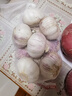 山东金乡蒜大蒜出口标准精选大蒜头蔬菜调料单果5cm 网兜装袋5头 150g 5-5.5cm特大 实拍图