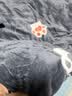 艾薇牛奶绒被套单件单人宿舍加厚法兰绒加绒被罩 小汪狗 150*200cm 实拍图