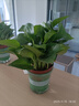 双盟绿萝盆栽除甲醛花卉绿植办公室新房净化空气 120款10盆源头直发 实拍图