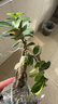 金钱榕树盆景老桩小叶榕苗木造型盆栽人参榕室内绿植提根绿植矮莊 中富贵榕25cm左右高度 实拍图