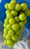 京鲜生 阳光玫瑰葡萄 青提6斤礼盒装 单果约10g 生鲜水果 新鲜水果 实拍图