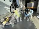 MIKI PAD狗狗衣服冬季保暖猫咪衣服四脚中小型犬秋冬小狗衣服比熊泰迪柯基 【四脚款绒衣】蓝色小狗 XL胸围47cm（参考体重8.5-12斤） 实拍图
