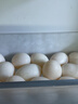 均鲜新鲜土鸽子蛋杂粮喂养农家特产白鸽蛋信鸽蛋孕妇宝宝年货节礼盒装 30枚610g左右精选鲜鸽蛋 实拍图