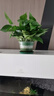 双盟绿萝盆栽除甲醛花卉绿植办公室新房净化空气180托盘4盆装源头直发 实拍图
