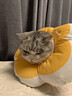 华元宠具（hoopet）狗狗伊丽莎白圈项圈小型犬宠物猫咪颈圈脖圈头套猫伊利沙白圈头罩 实拍图