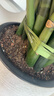 德沃多发财树专用植物营养土2.6kg园艺绿植盆栽养花土种植有机基质土壤 实拍图