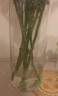 豪斯特丽（HOSTLY）直筒透明玻璃花瓶 特大号客厅摆件 富贵竹玫瑰百合插花平光花瓶 直径12高30 实拍图