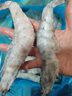 鲜京采 厄瓜多尔白虾 净重3斤/盒 特大号20-30规格   30-45只/盒 实拍图