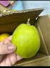 京鲜生新疆库尔勒香梨 净重8斤单果100g+ 生鲜水果 源头直发 包邮 实拍图