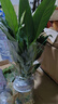 红掌盆栽白粉掌一帆风顺带花特大号花卉室内客厅面水培植物好养 约30cm白掌-灰色繁星吸水盆 带盆栽好 实拍图