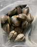 鲜京采 鲜活美贝 17-22粒/斤 净重5斤 蛤蜊花蛤生鲜海鲜 源头直发 实拍图