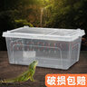 茨格曼独角仙饲养盒寄居蟹饲养箱守宫爬宠角蛙甲虫乌龟专用箱 中号 实拍图