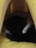 贝初众猫窝冬季保暖封闭式可拆洗猫屋四季通用宠物窝猫床大中小型犬狗窝 南瓜窝【40*40*32推荐8斤内】 全包围 柔软舒适 实拍图