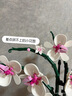 乐高（LEGO）积木拼装10311 兰花永生花男孩女孩女生玩具生日圣诞礼物 实拍图
