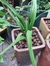劉閣蘭花 兰花名品 环球大富贵 冬带浓香花苞出售矮种荷瓣花卉绿植盆栽 3苗连体裸根 实拍图