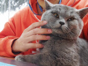 伊萨艾潍猫粮 成猫幼猫通用型猫粮美短英短蓝猫猫粮 艾潍猫粮1.5kg 晒单实拍图