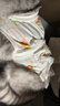 华元宠具（hoopet）猫咪绝育服宠物母猫小狗狗幼猫手术服透气断奶服公猫防舔术后衣服 实拍图