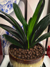 大盆君子兰盆栽名贵国宝级花卉苗绿植物圆头和尚室内客厅四季好养 大苗当年开花】12-14片叶子+带土 送肥料 实拍图