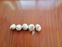 紫白皮蒜水果大蒜超市即食生鲜蔬菜大蒜 【精选】净重 2.8斤 单果3.5-5cm 实拍图