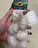 大蒜头出口品质网兜紫蒜蔬菜调料新鲜大果烧烤火锅食材 【精品网兜装】6头装 180g 实拍图