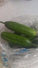 山东寿光水果黄瓜生吃脆新鲜荷兰青瓜当季无刺小黄瓜源头直发 精品水果黄瓜 2斤 实拍图