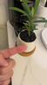 八芽迷你盆栽绿植室内桌面办公室好养花卉小盆景四季常青植物净化空气 罗汉松-白小雪梨盆-竹底托 带盆栽好 实拍图