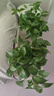 绿有意绿萝盆栽除甲醛室内好养花卉植物绿萝批发办公室新房装修净化空气 180绿加仑吸水绿萝12盆+壶+30肥 带盆带土发货 实拍图