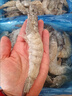 沃鲜汇 大虾海虾厄瓜多尔白虾南美对虾大青虾生鲜虾类海鲜水产进口鲜活 【推荐】40/50规格 1.65kg(净重)  盐冻款【净重3.3斤 只只分离】 实拍图