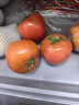 京鲜生 山东普罗旺斯番茄 净重4.5斤 单果125g+ 沙瓤西红柿 源头直发 实拍图