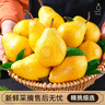 京地达烟台太婆梨软梨净重5斤单果150g+新鲜香蕉大头啤酒梨源头直发包邮 实拍图