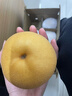 壹萌果蔬正宗山东冰糖梨脆甜当季新鲜秋季月丰水梨水果中秋送礼整箱发出 5斤老树果【单果400g+】净4.5斤 实拍图