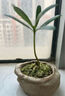 八芽海岛罗汉松指尖微型盆栽桌面小绿植迷你拇指好养植物源头直发包邮 竹柏-陶瓷小茶罐盆-竹底托-铺面石 陶瓷盆-带盆栽好 实拍图