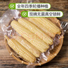 傣小瓜云南农科院拇指玉米手指小玉米儿童早餐即食低脂糯玉米真空包装 拇指玉米3斤 实拍图