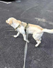 嬉皮狗狗狗牵引绳大型犬胸背带背心式防爆冲遛狗绳子 XL码 建议46-90斤 实拍图
