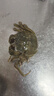 【活蟹】蟹叁钳庄 全母大闸蟹4.0-4.3两8只去绳足重鲜活螃蟹现货生鲜水产海鲜礼盒 实拍图