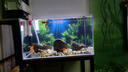 吉印刀锋s鱼缸灯led灯防水全光谱鱼缸照明灯水草灯小型超白鱼灯76cm 实拍图