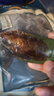 海鲜世家 新西兰熟冻原汁全壳青口贝净含量1kg 21-26只/袋 原装进口 海鲜 实拍图
