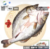 仙泉湖三去白蕉海鲈鱼1斤/条净膛冷冻刺少肉厚珠海特产500g生鲜食材 实拍图