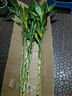 富贵竹水培植物盆栽绿植花卉室内花客厅招财水养转运竹节节高 粗竹80厘米左右高度10颗 不带花瓶 实拍图