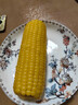 北纬47°黄糯玉米4斤(200g*10根)东北甜黏鲜玉米棒真空包装  早餐苞米 实拍图