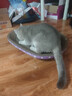 【京东物流】猫抓板磨爪猫窝一体耐磨不掉屑超大号猫玩具猫咪用品 椭圆巨无霸+猫薄荷 实拍图
