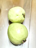 京喜加【送酸梅粉】福建白心芭乐 番石榴 可做拌水果 京东快递 2颗大果 带箱 实拍图